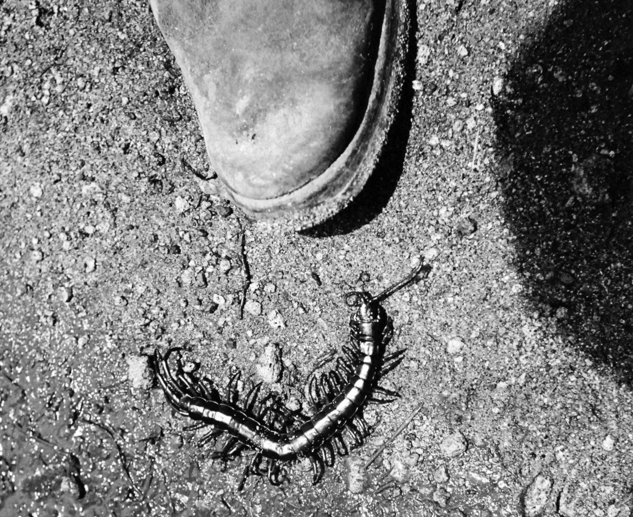 Bougainville Campaign, November 1943-August 1945.   High on the list of minor hazards in the South Pacific jungle is the centipede on Bougainville.  Finding their way into shoes, clothing and beds.  These poisonous creatures bite viciously, causing the unwary victim discomfort for days.  So painful is the sting that sometimes even morphine fails to give relief. Steichen Photograph crew, TR-9652, February 1944.   Official U.S Navy Photograph, now in the collections of the National Archives.  (2017/12/13).