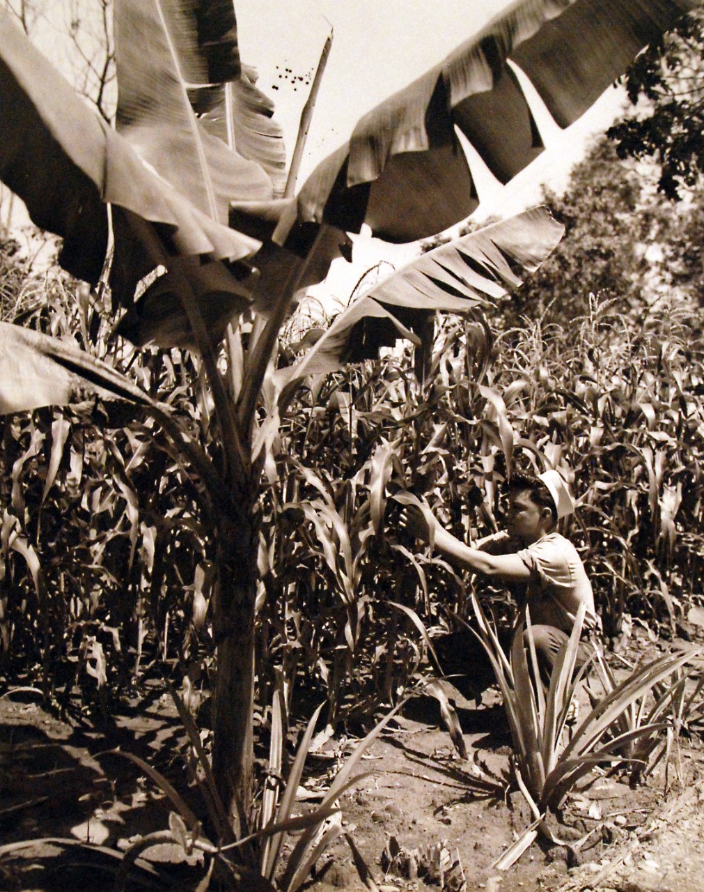 80-G-216086: Guadalcanal Island, Solomon Islands.  Corn was grown in VD-1’s Victory Garden at the instigation of its new skipper Commander John H. McElroy, USN.  Banana and pineapple plants form a border around the plot.    Photograph released February 12, 1944.  U.S. Navy Photograph, now in the collections of the National Archives.  (2016/11/25).