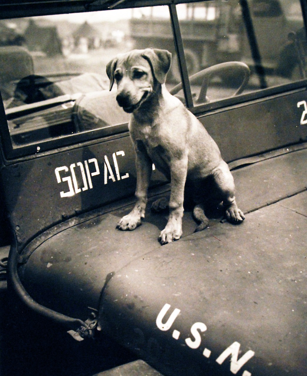 80-G-54609: Guadalcanal.  Mascot of the Armed Forces “Jeep” on Guadalcanal poses atop a U.S. Navy jeep.   Photograph released September 29, 1943.  U.S. Navy Photograph, now in the collections of the National Archives.  (2016/11/25).