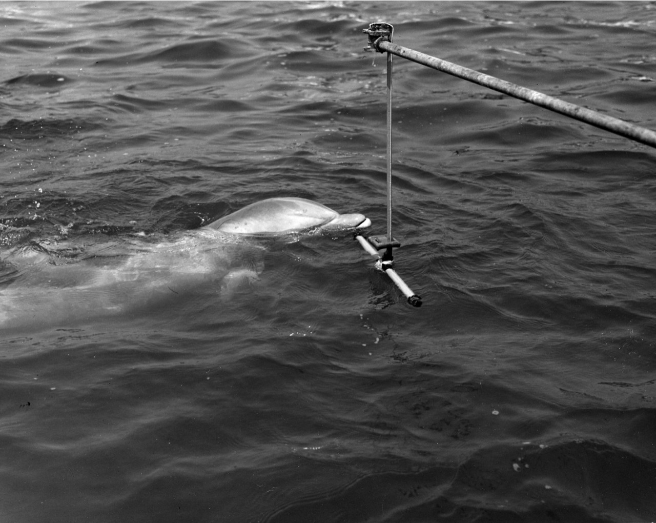Point Mugu porpoise "Dash" inspecting shower. August 20, 1963. 
