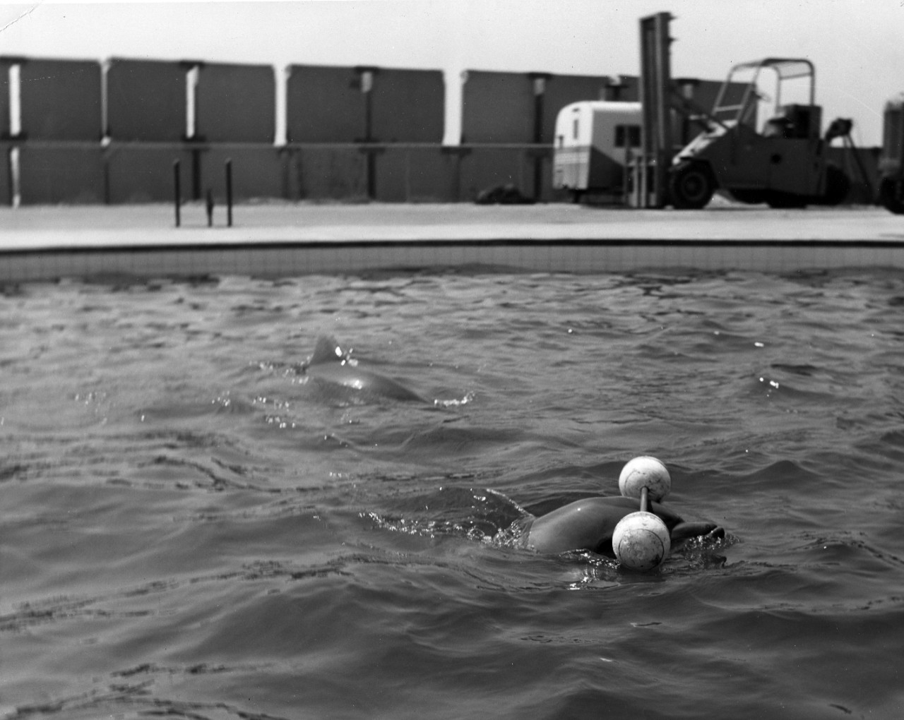 "Dash", Point Mugu porpoise, pushing a dumbbell with his head. August 20, 1963. 