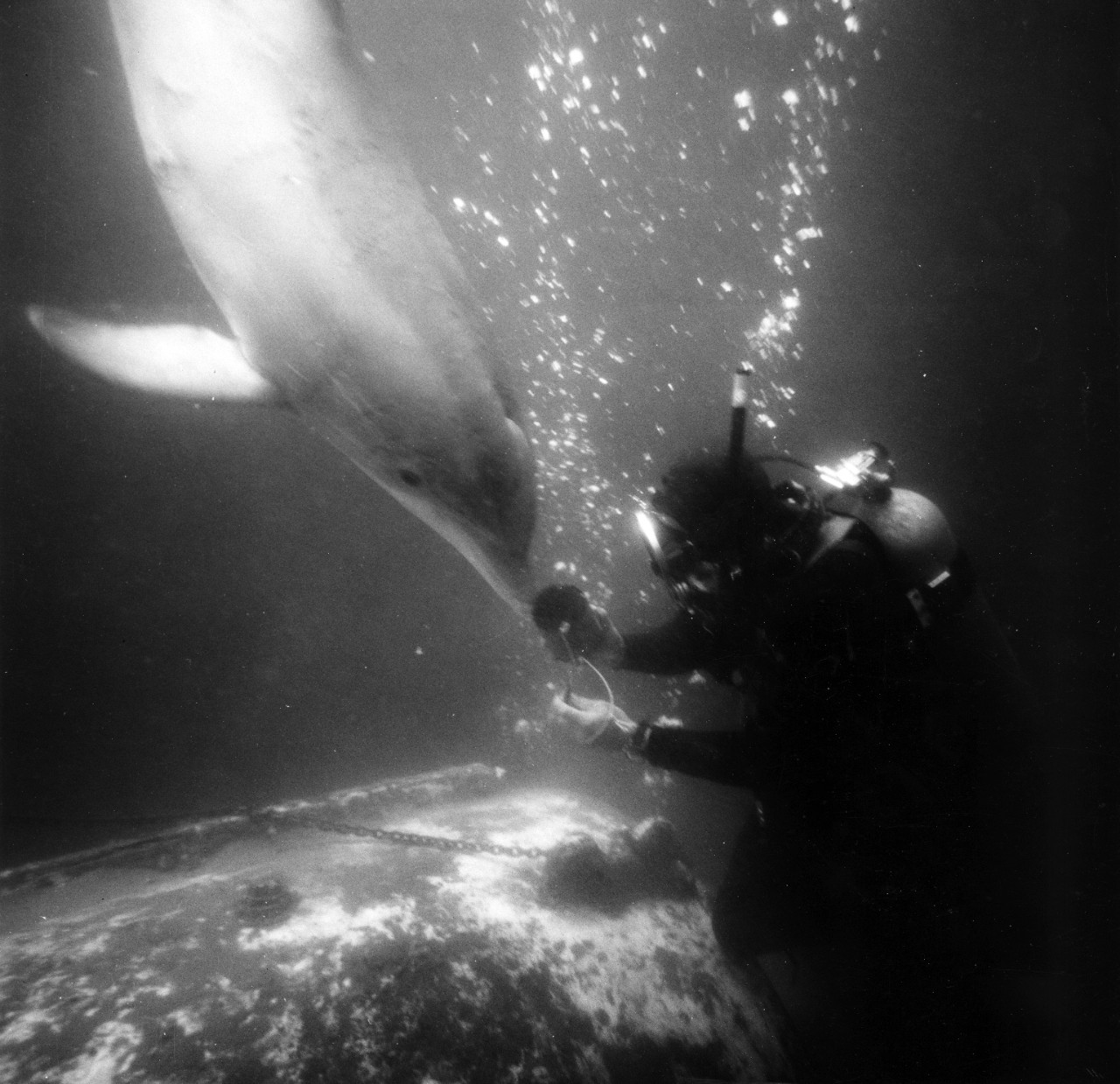 Pacific Ocean - Tuffy the porpoise delivers an instrument package to diver Billy Scounce at a 40 foot depth off Point Mugu, CA. May 6, 1969. 