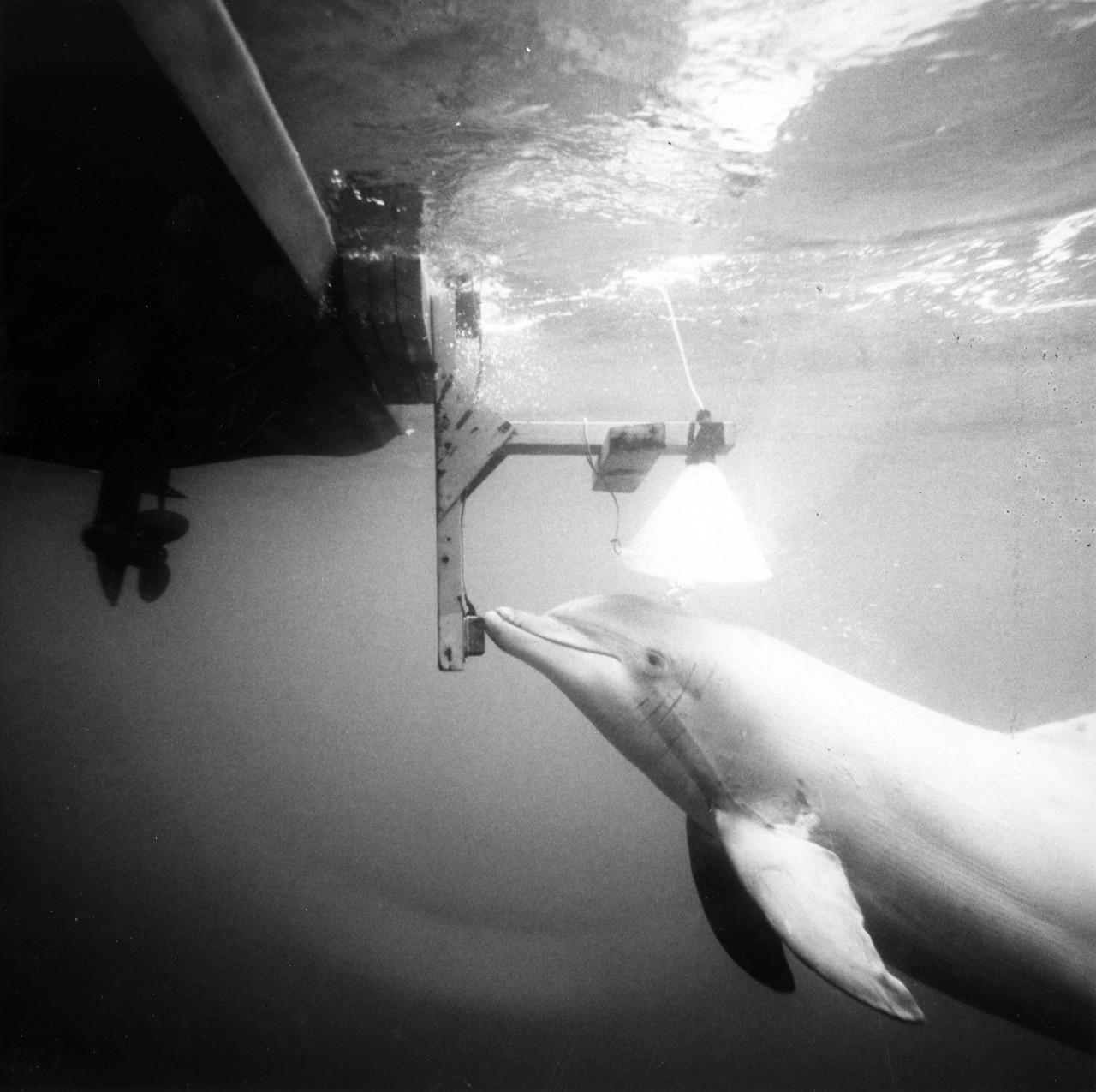 Point Mugu, CA - Tuffy the porpoise performs a task by pushing a buzzer on the side of a boat. Tuffy is the Naval Missile Center's well-known trained porpoise. June 11, 1969. 