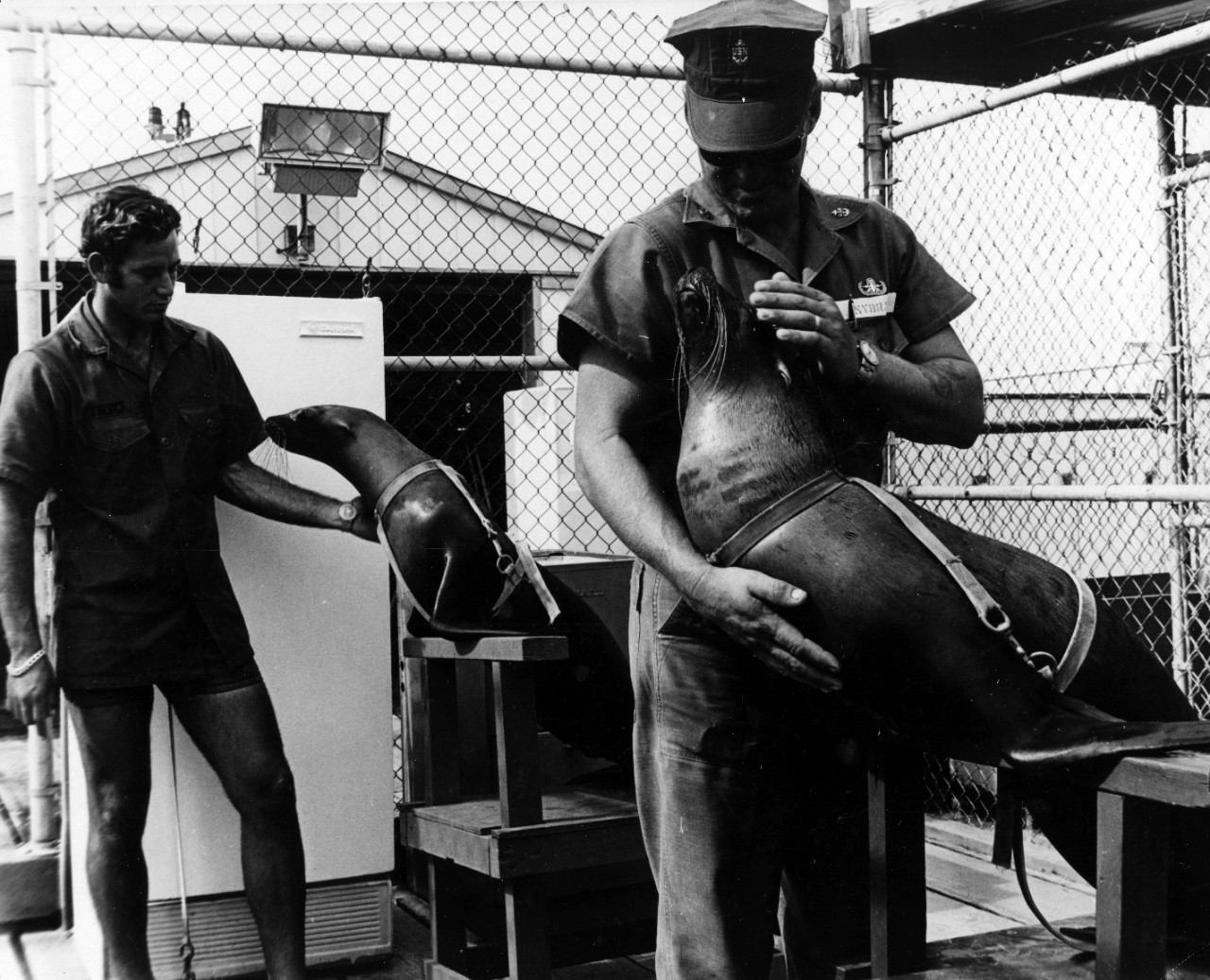 Pacific Ocean - Naval Undersea Research and Development Center, Pasadena, CA, animal behaviorists, Jim Corey and Chief Torpedoman's Mate Gordon Sybrant, harness sea lions "fatman" and "turk" on the harnessing stand prior to the animals diving into the open sea for a training session. November 1970. 