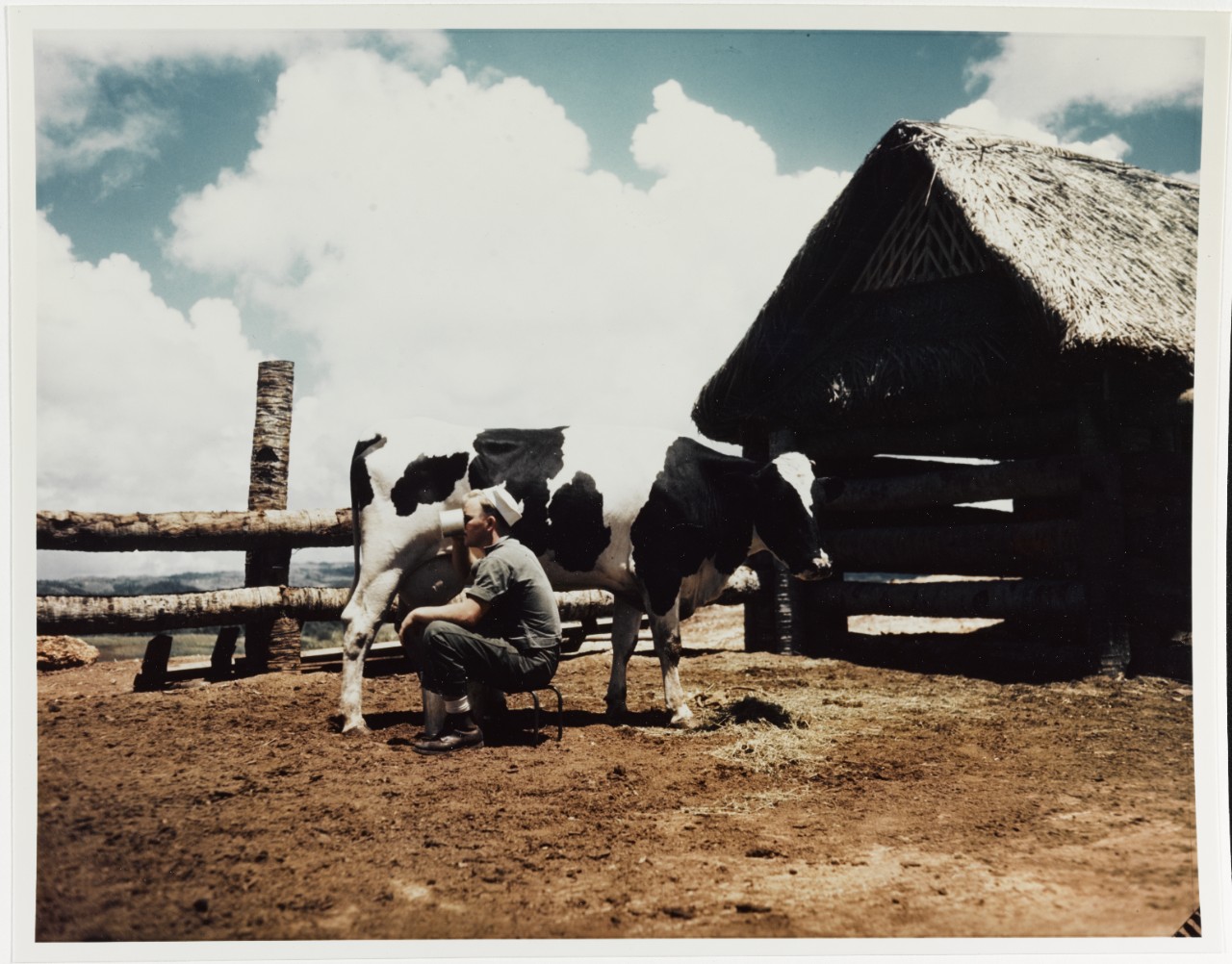 Sailor takes a break while milking a cow on Guam in June, 1945