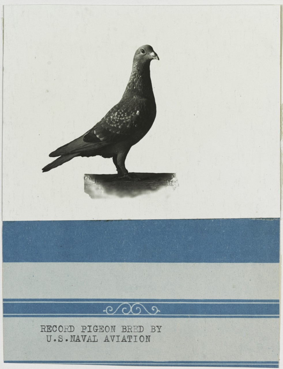 Record Pigeon bred by U.S. Naval Aviation, Air Station, Brest, France. 1917-1919.