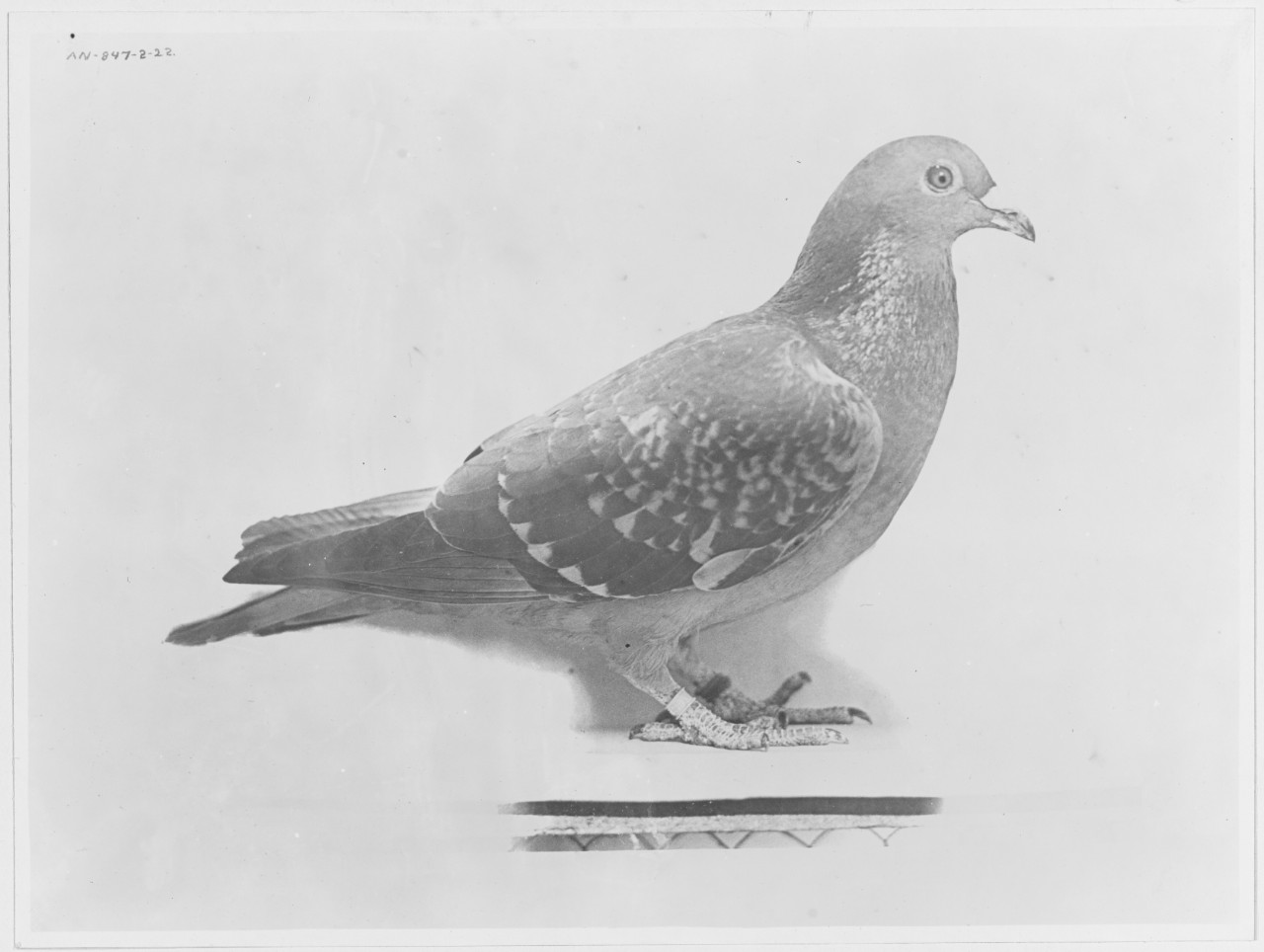 Pigeon "ENDURANCE"