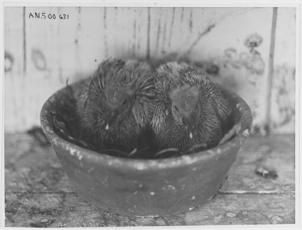 Young Carrier Pigeons in nest bowl