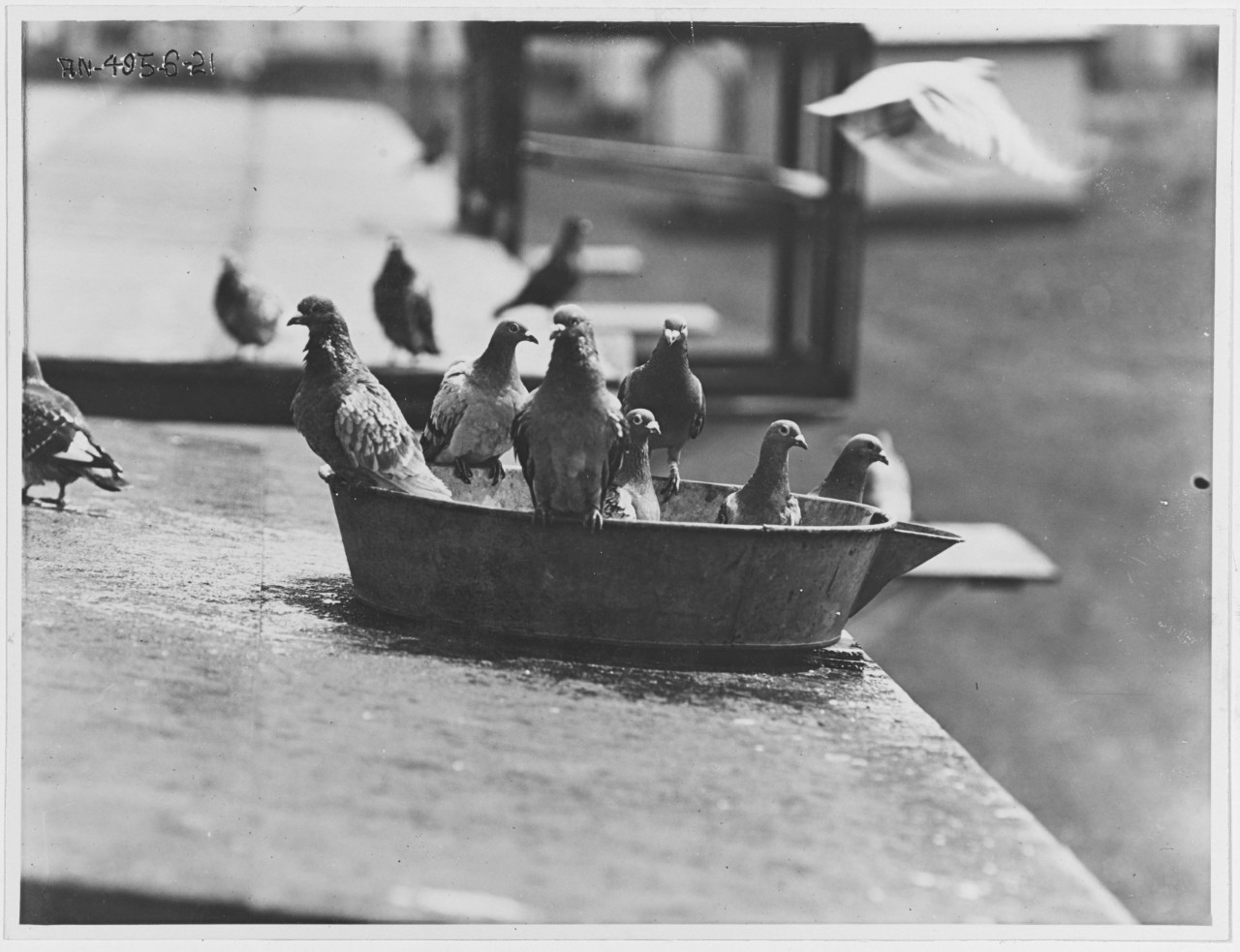 Carrier Pigeons, the daily bath