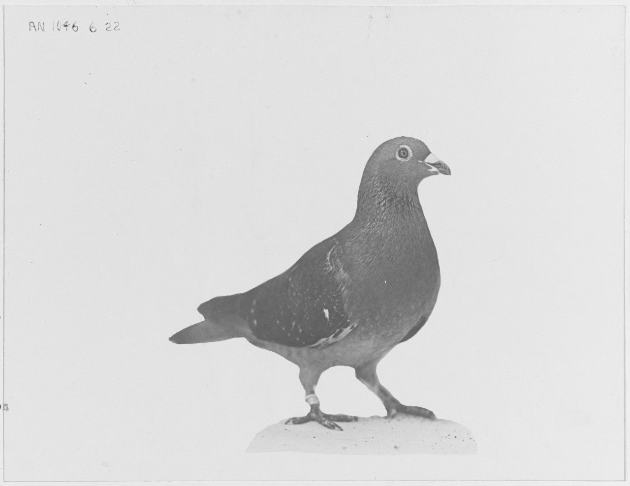 Carrier Pigeon "LIGHTNING", with over 10,000 miles to his credit