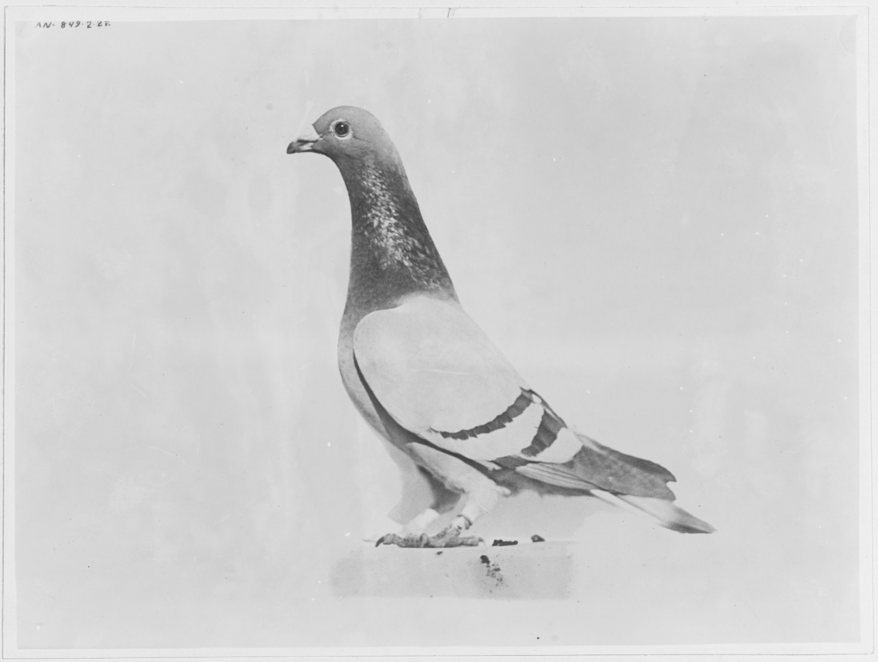 Pigeon "SKIPPER" NCS-21-A-335.