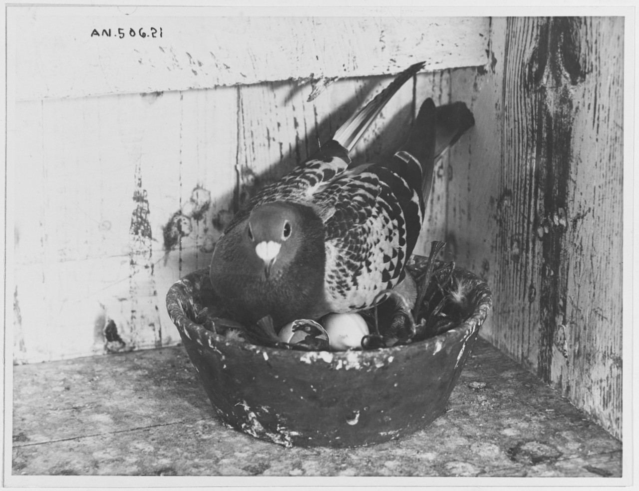 Carrier Pigeon mother sitting on eggs in the nest bowl.