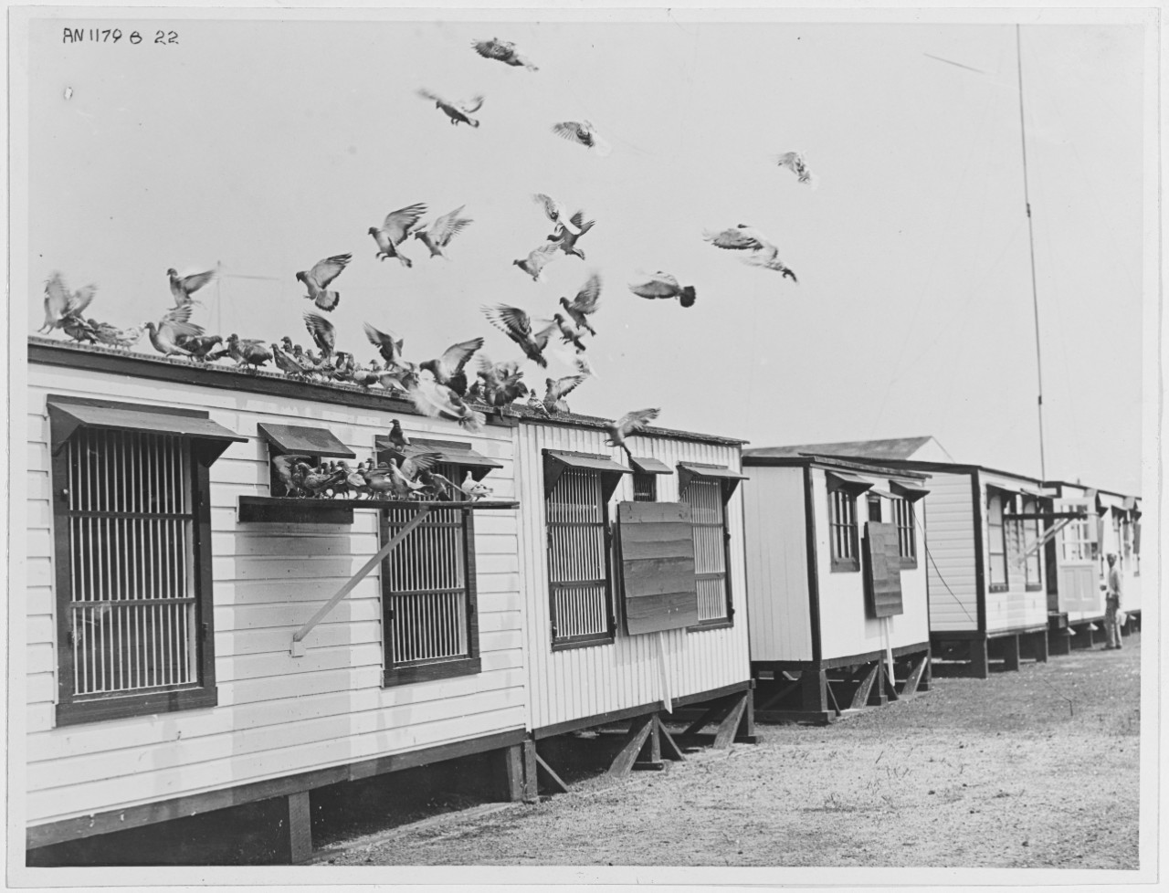 Pigeons alighting on the landing platform on top of their loft