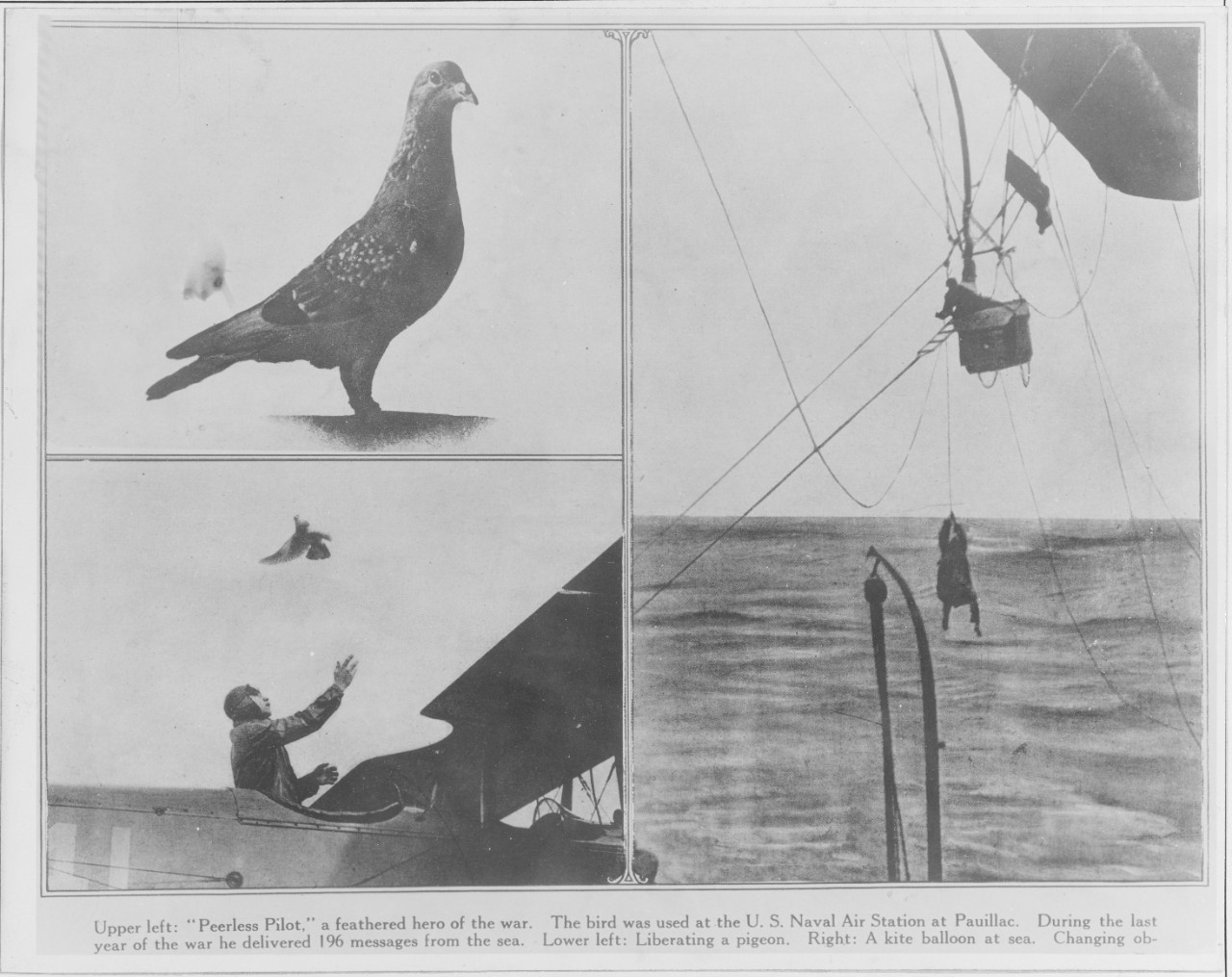Pigeon "PEERLESS PILOT", a feathered hero of the war. Lower left: Liberating a pigeon. Right: A kite balloon at sea.