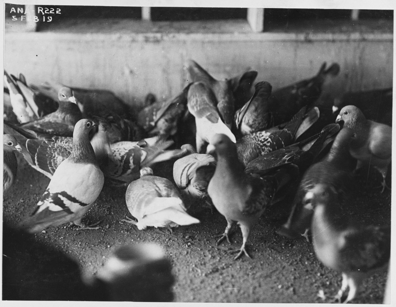 Group of overseas pigeons feeding (French birds). U.S. Naval Air Station, Anacostia, Washington, D.C. February 5, 1919.