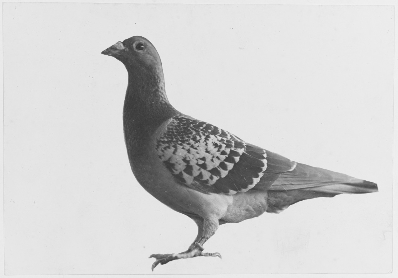 Carrier Pigeon "SKIPPER" operated at the U.S. Naval Air Station, Brest, France. May 28, 1919.