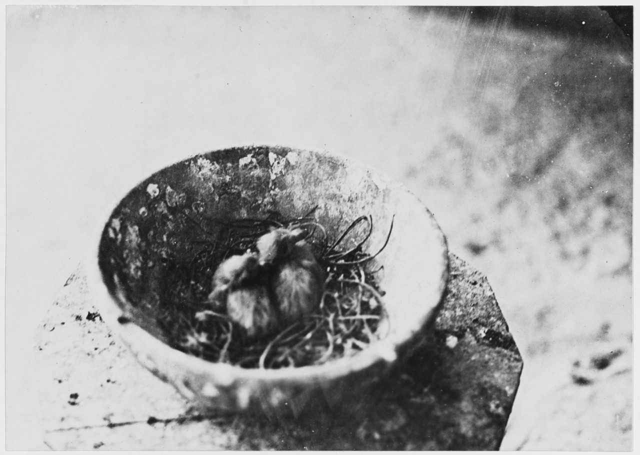 Baby carrier pigeon, three days old, April 9, 1919.