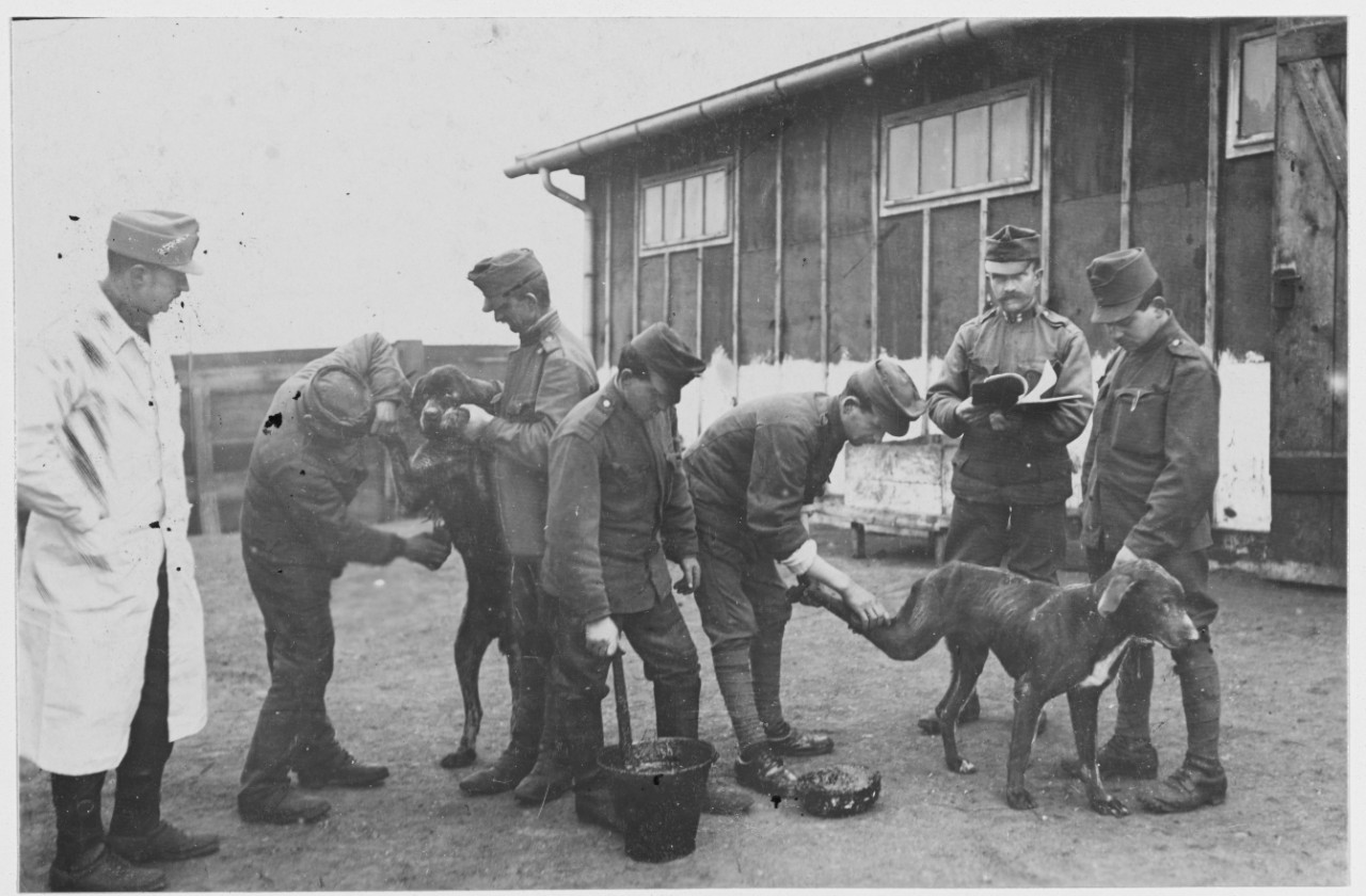 Austrian Military Hospital treating mangy dogs with crude oil. Austria-Hungary.