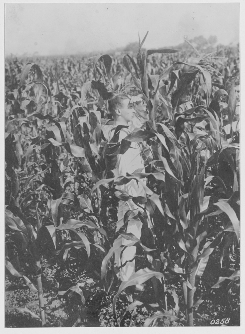 The Hungarian harvest in 1918, a maize field. Austria-Hungary.