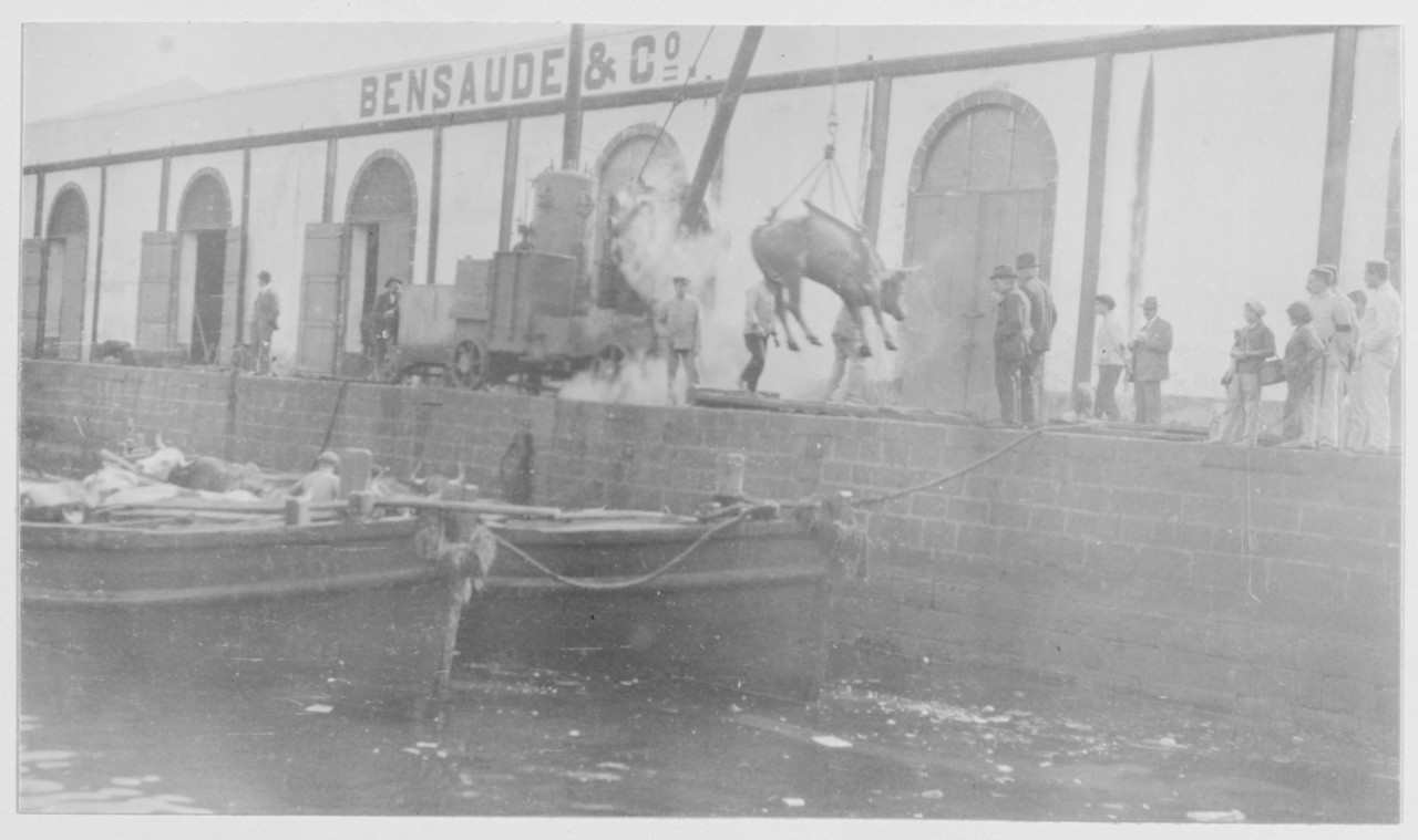 Unloading cattle, Ponta Delgada, Azores, Portugal. (Photo taken from USS MARGARET) April 1918