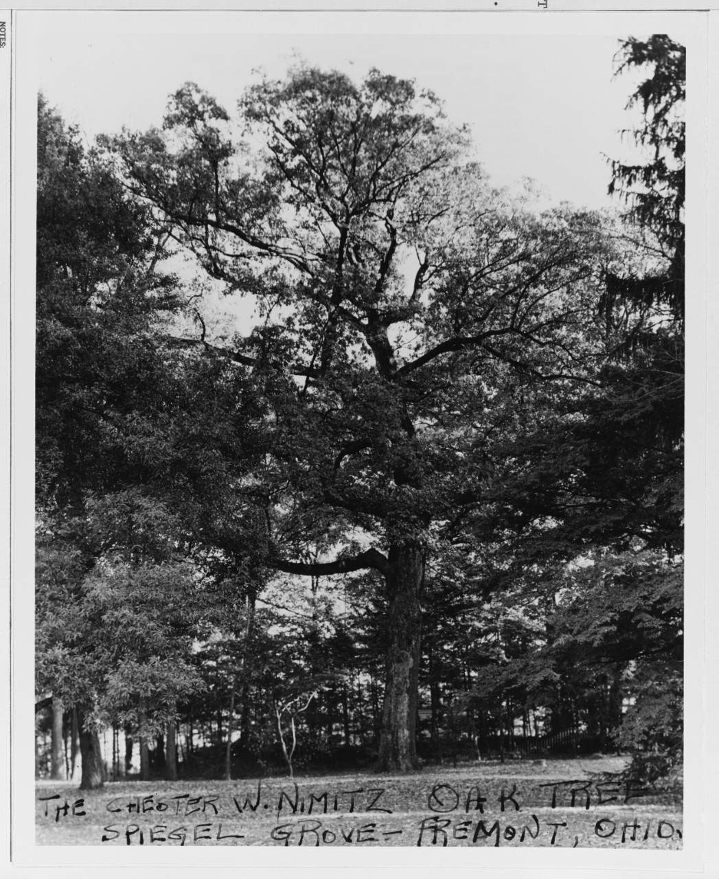 "Chester W. Nimitz Oak Tree," Spiegel Grove, Fremont, Ohio