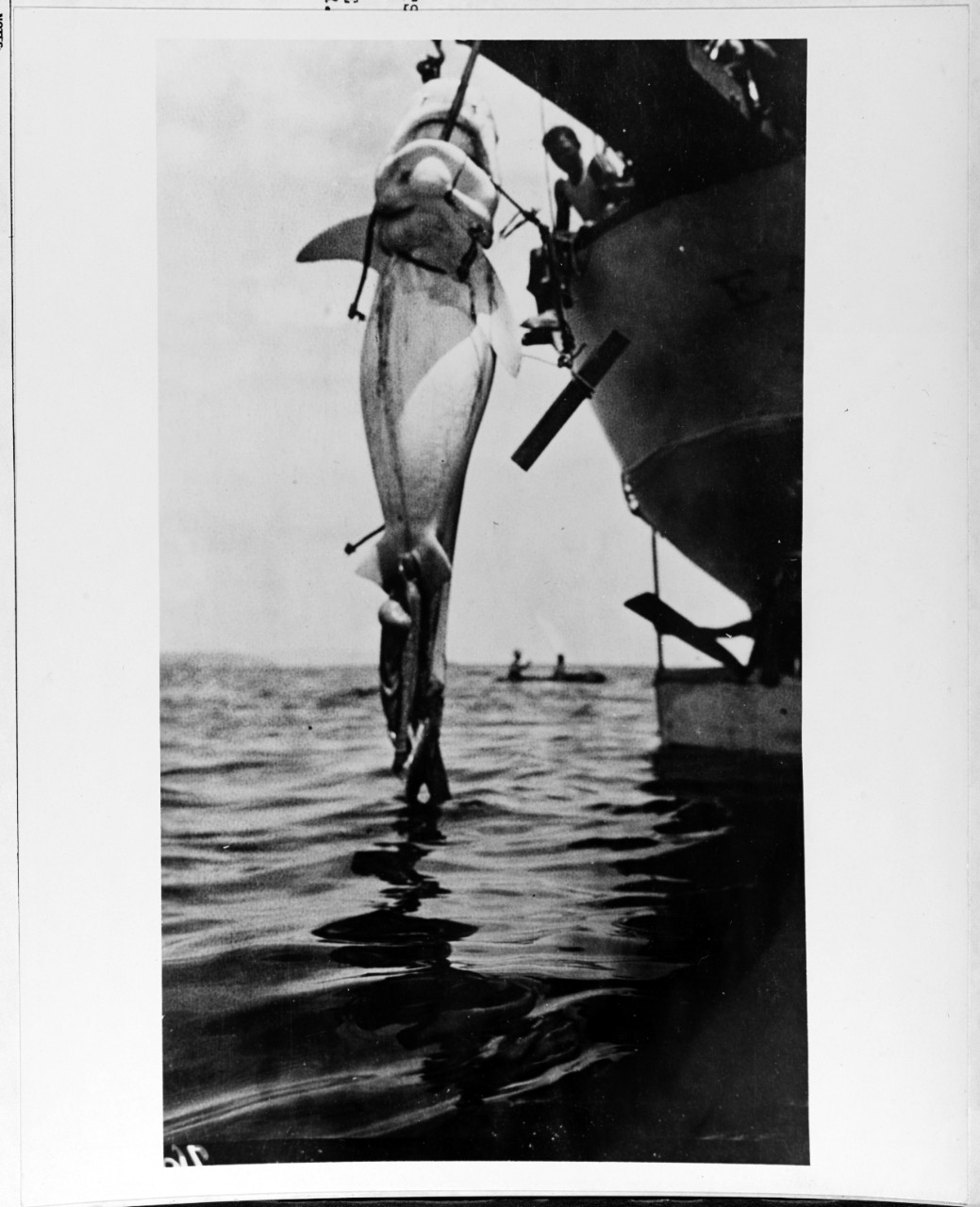 Hoisting up a shark caught by the crew of USS EAGLE (Converted Yacht, 1898) off Haiti in May, 1916. 